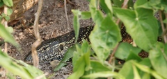 Varanus niloticus