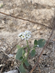 Heliotropium europaeum