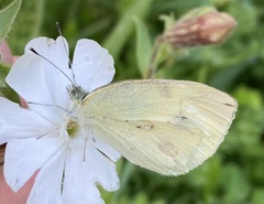 Pieris