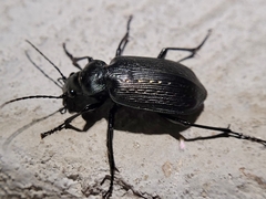 Calosoma sayi
