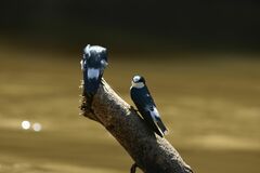 Tachycineta albilinea