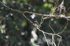 Chloroceryle americana