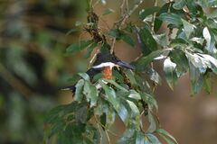 Chloroceryle americana