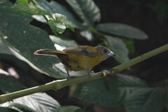 Ramphocelus passerinii