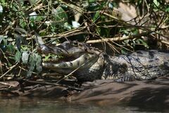 Caiman crocodilus