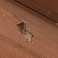 Chrysodeixis
