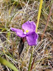 Patersonia