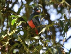 Trogon massena