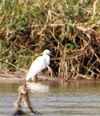 Egretta garzetta garzetta