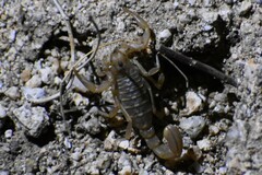 Paravaejovis spinigerus