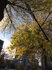 Fraxinus pennsylvanica