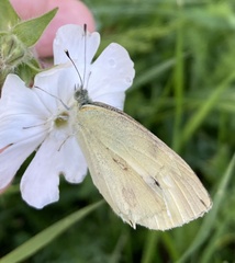 Pieris