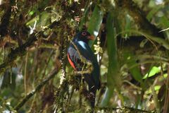 Trogon massena