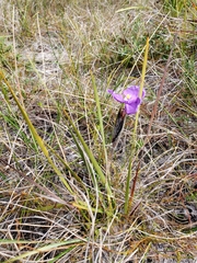 Patersonia