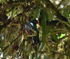 Trogon massena