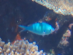 Chromis atripectoralis