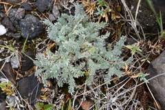 Oxytropis putoranica