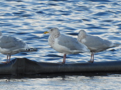 Larus