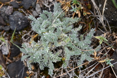 Oxytropis putoranica