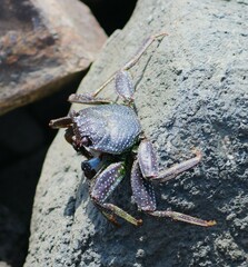 Grapsus adscensionis