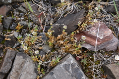 Stellaria edwardsii