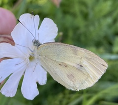 Pieris