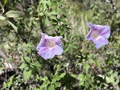 Ipomoea lindheimeri