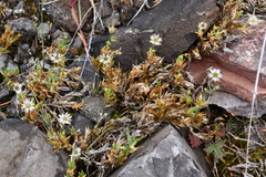Stellaria edwardsii