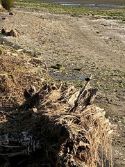 Rhipidura fuliginosa placabilis