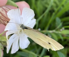 Pieris