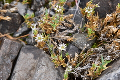Stellaria edwardsii