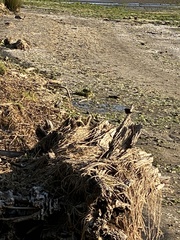 Rhipidura fuliginosa placabilis