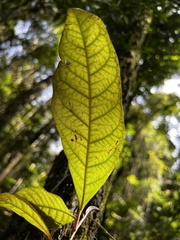 Quintinia