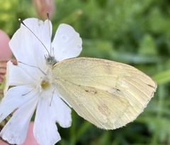 Pieris