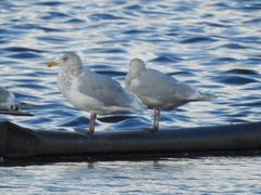 Larus