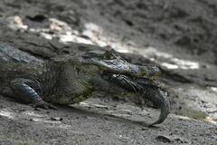Caiman crocodilus