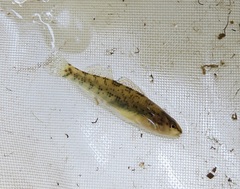 Etheostoma caeruleum