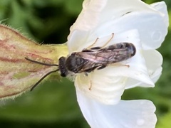 Apoidea
