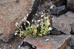 Cerastium beeringianum