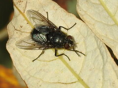 Calliphora vomitoria