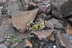 Cerastium beeringianum