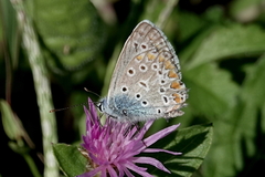 Polyommatus icarus
