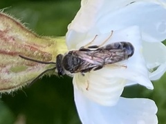 Apoidea