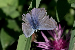 Polyommatus icarus