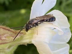 Apoidea