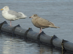 Larus glaucescens × hyperboreus