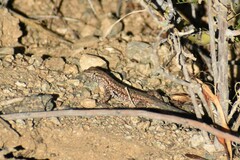 Uta stansburiana elegans