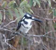 Ceryle rudis rudis