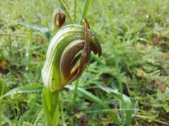Pterostylis cucullata