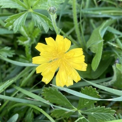 Angiospermae